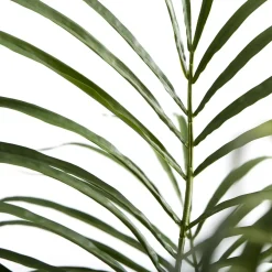 Lene Bjerre - Flora kentia palme H185 cm. grøn