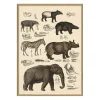 The Dybdahl - Plakat 30x40 cm. - Animalia #5101 - Papir