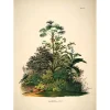 The Dybdahl - Plakat 50x70 cm - Mauritia - Papir