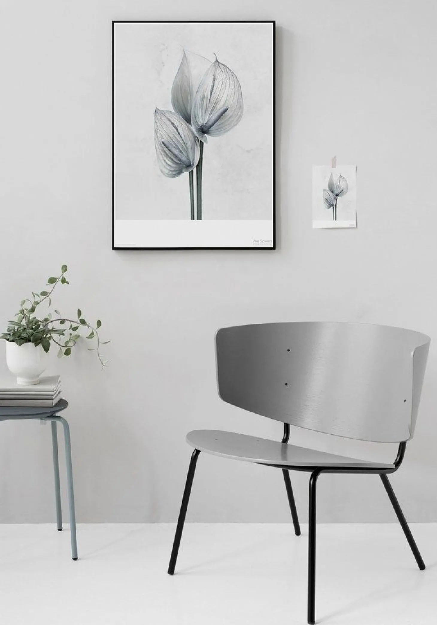 ViSSEVASSE - Plakat Botanica Anthurium Andraeanum - (50x70 cm)